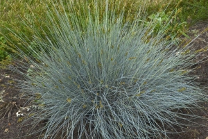 Grass Festuca glauca 'Blue Whiskers' 