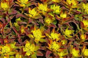 Euphorbia 'Bonfire' 