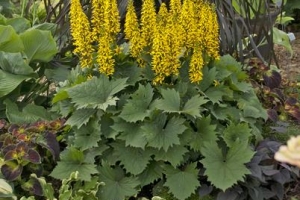 Ligularia 'Bottle Rocket'