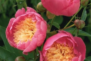 Peony 'Bowl Of Beauty'