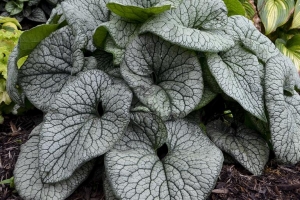 Brunnera 'Queen of Hearts' 