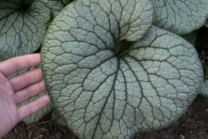 Brunnera 'Sterling Silver' 