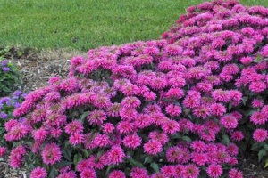 Monarda 'Bubblegum Blast' 