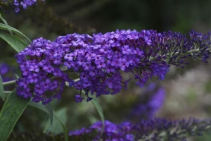 Buddleia 'Blue Knight' 