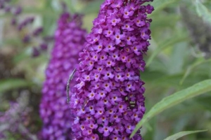 Buddleia 'Magenta Munchkin' 