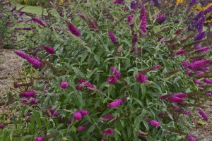 Buddleia 'Queen of Hearts' 