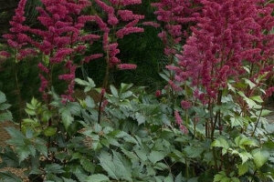 Astilbe 'Burgundy Red' 