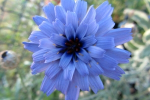Catananche 'Caerulea'