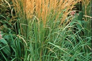 Grass Calamagrostis 'Karl Foerster 