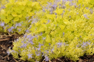 Campanula Carpatica 'Dickson's Gold' 