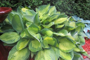 Captain Kirk, Hosta