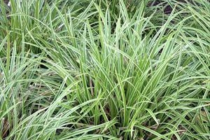 Grass Carex 'Ice Dance' 