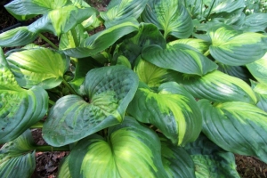 Cathedral Windows, Hosta 