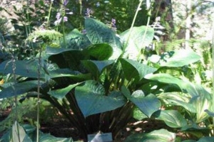 Celtic Uplands, Hosta