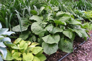 Celtic Bouquet, Hosta 