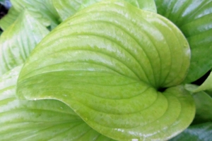 Cerveza, Hosta