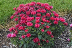 Monarda 'Cherry Pops' 