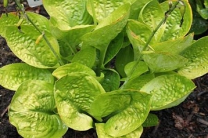 Chorus Girl, Hosta