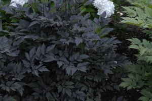 Cimicifuga 'Hillside Black Beauty'