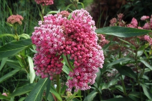 Asclepias 'Cinderella' 