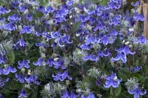 Clematis 'Stand by Me' 