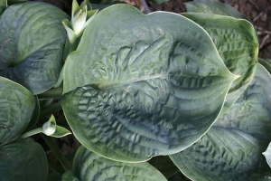 Cloudburst, Hosta