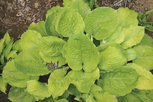 Corn Muffins, Hosta