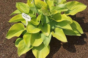 Crazy For You, Hosta