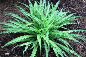 Curly Fries, Hosta