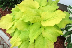 Dancing Queen, Hosta 