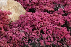 Sedum 'Dazzleberry' 