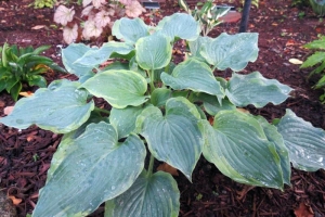 Deja Blu, Hosta