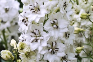 Delphinium 'Black Eyed Angels' 