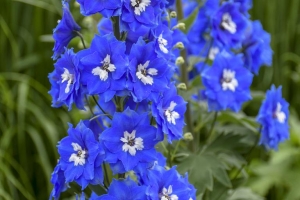 Delphinium 'Cobalt Dreams'