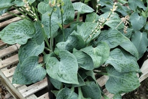 Denim Jacket, Hosta