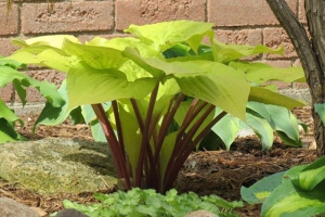 Designer Genes, Hosta