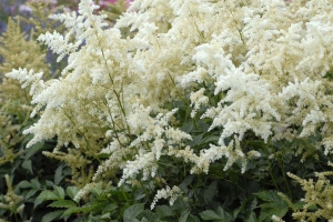 Astilbe 'Deutschland' 