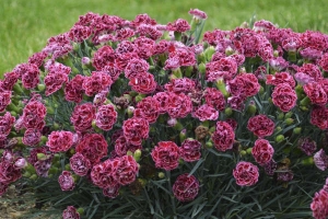 Dianthus 'Cherry Vanilla' 