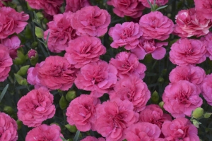 Dianthus 'Double Bubble' 