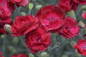 Dianthus 'Electric Red' 