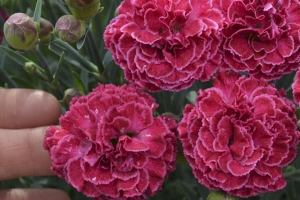 Dianthus 'Raspberry Ruffles' 