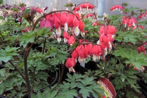 Dicentra 'Valentine'