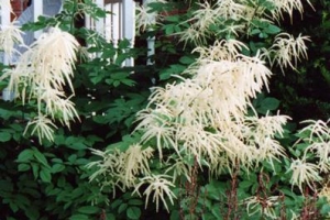 Aruncus 'Dioicus'