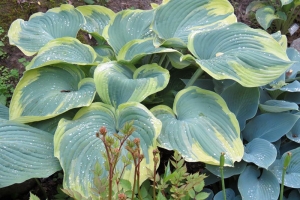 Earth Angel, Hosta 