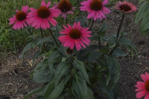 Echinacea 'Coral Craze' 