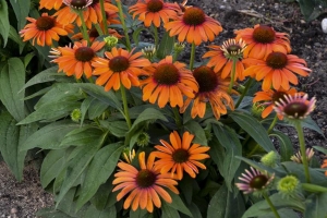 Echinacea 'Orange You Awesome' 