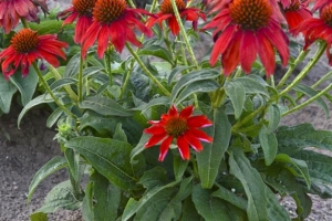 Echinacea 'Sombrero Salsa Red' 