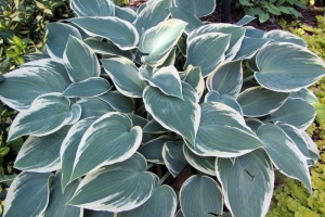 El Nino, Hosta