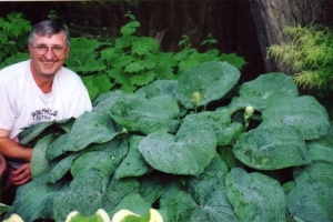 Elegans S., Hosta