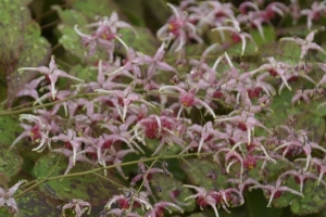 Epimedium 'Pink Champagne' 